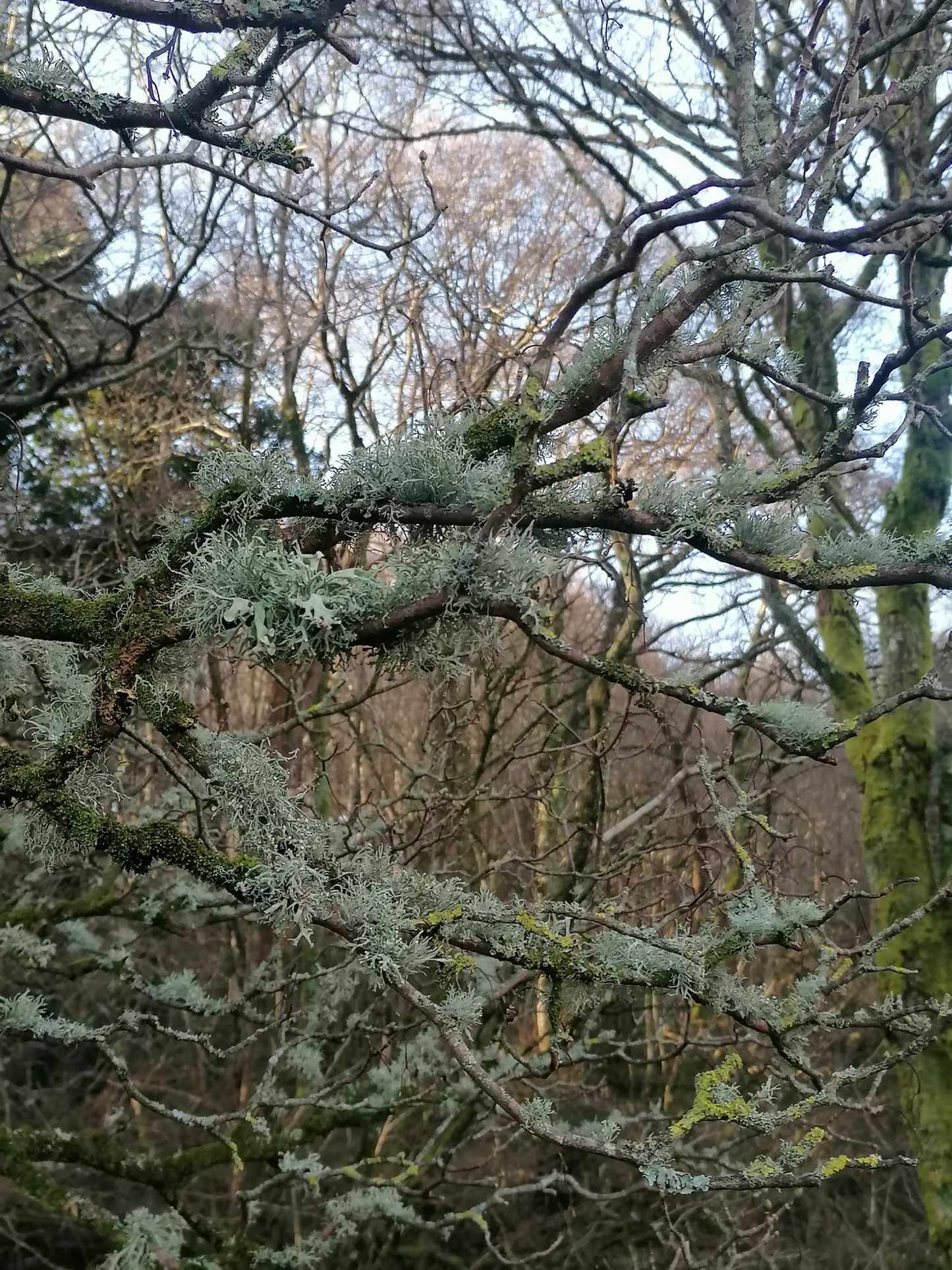 Grey lichen necklace with real Irish lichen preserved in clear resin pendant on gold-plated chain
